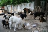 Cainii vagabonzi din Romania CEDO